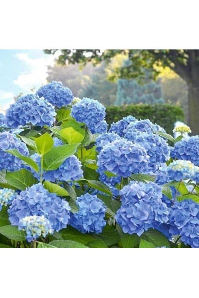 Гортензия широколистая Боденси